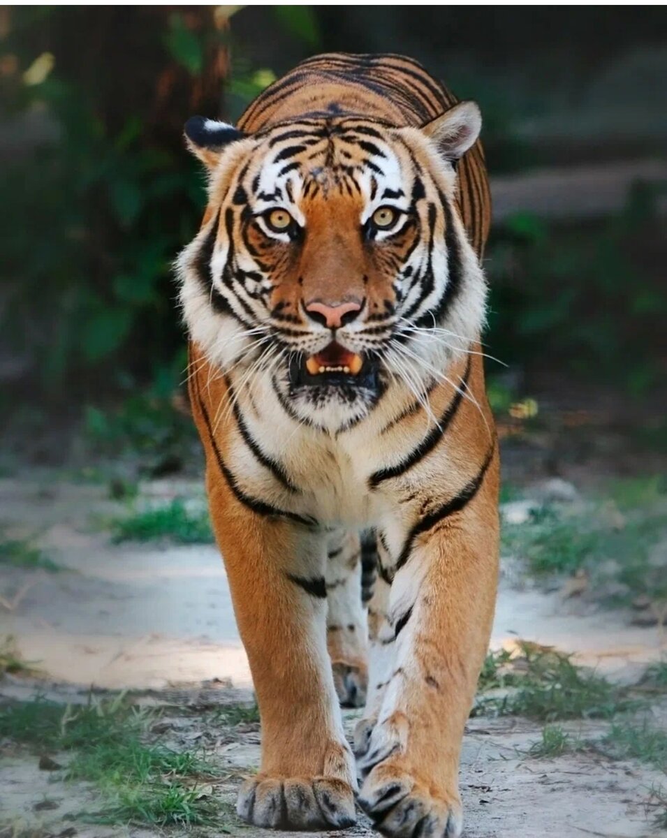 Картинки благородного тигра. Картинки на рабочий стол дикие животные хищники. Значение животного тигр. Уссурийский тигр красивые фотографии. Рыжий тигр.