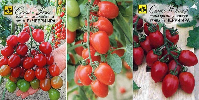 Ира томат описание фото