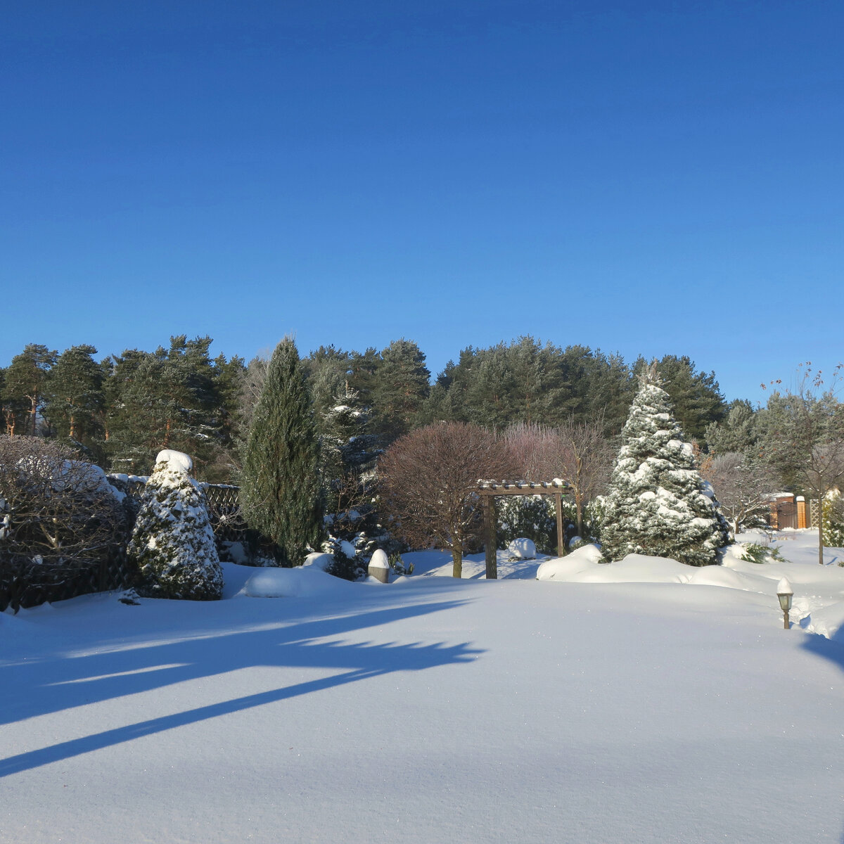 Мой сад зимой