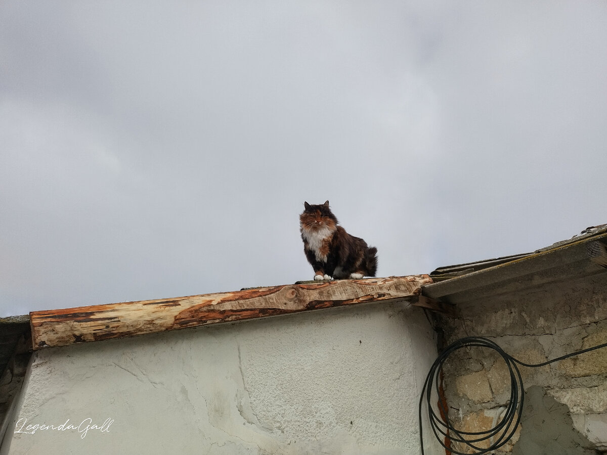 Видна на мушке. Мушка через оптический прицел. Прицел люпольд 1. Видна на мушке. Вид через оптический прицел свд.