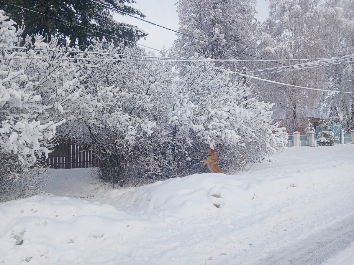 кот поет песню. ну мам мем. ну там поется. кот ждет весну. божечки мем.