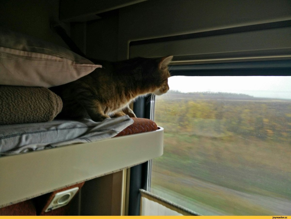 Кот железная дорога. Кот в поезде. Кот едет в поезде. Кот в электричке. Рыжий кот в поезде.
