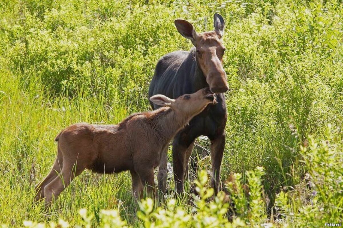 Лосиха с лосёнком