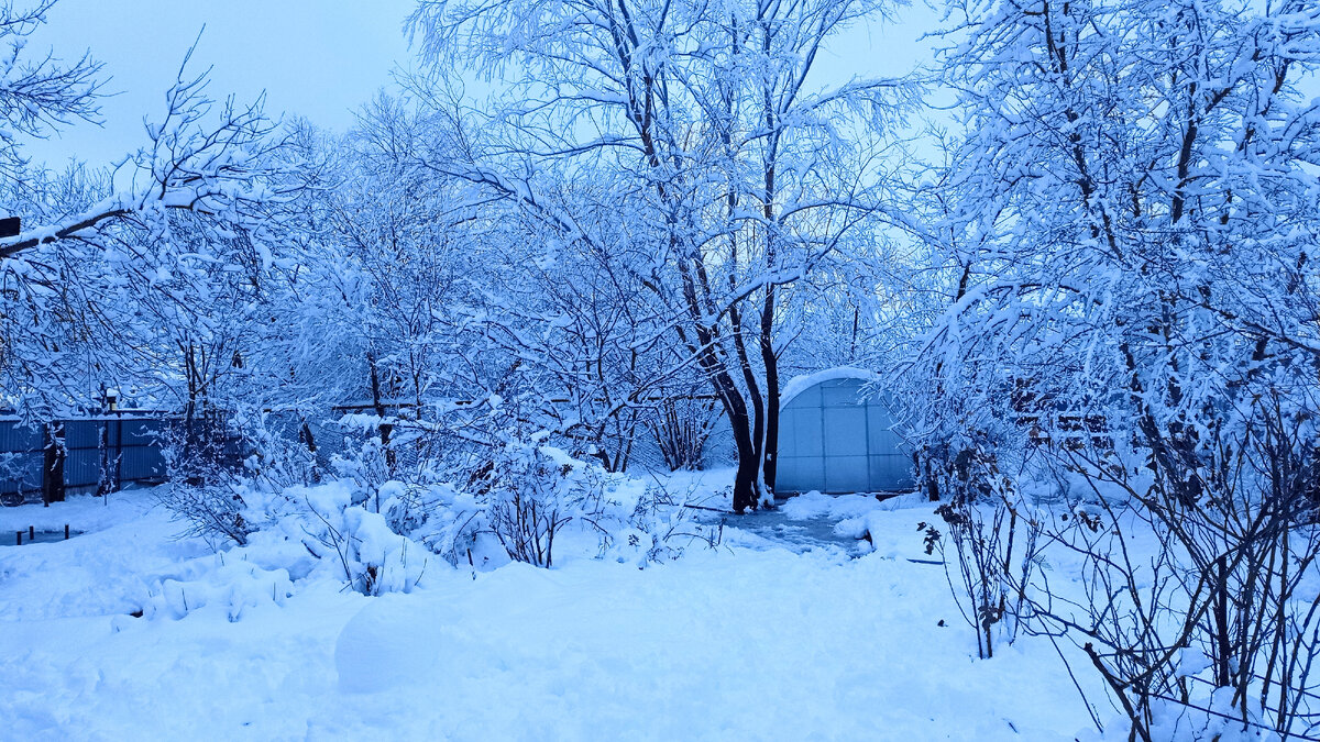 Зимняя сказка в моём саду