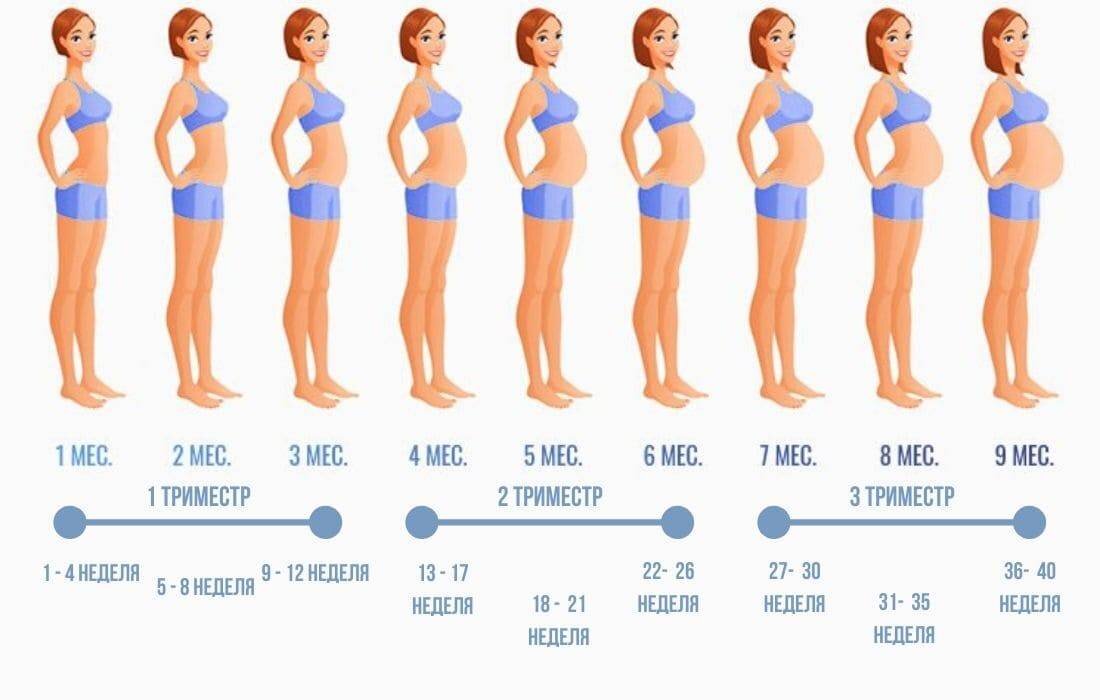23 неделя беременности фото. живот ра 23 недели беременности. 23 неделя какой живот. живот на 22-23 недели беременности. живот беременной на 23 неделе.