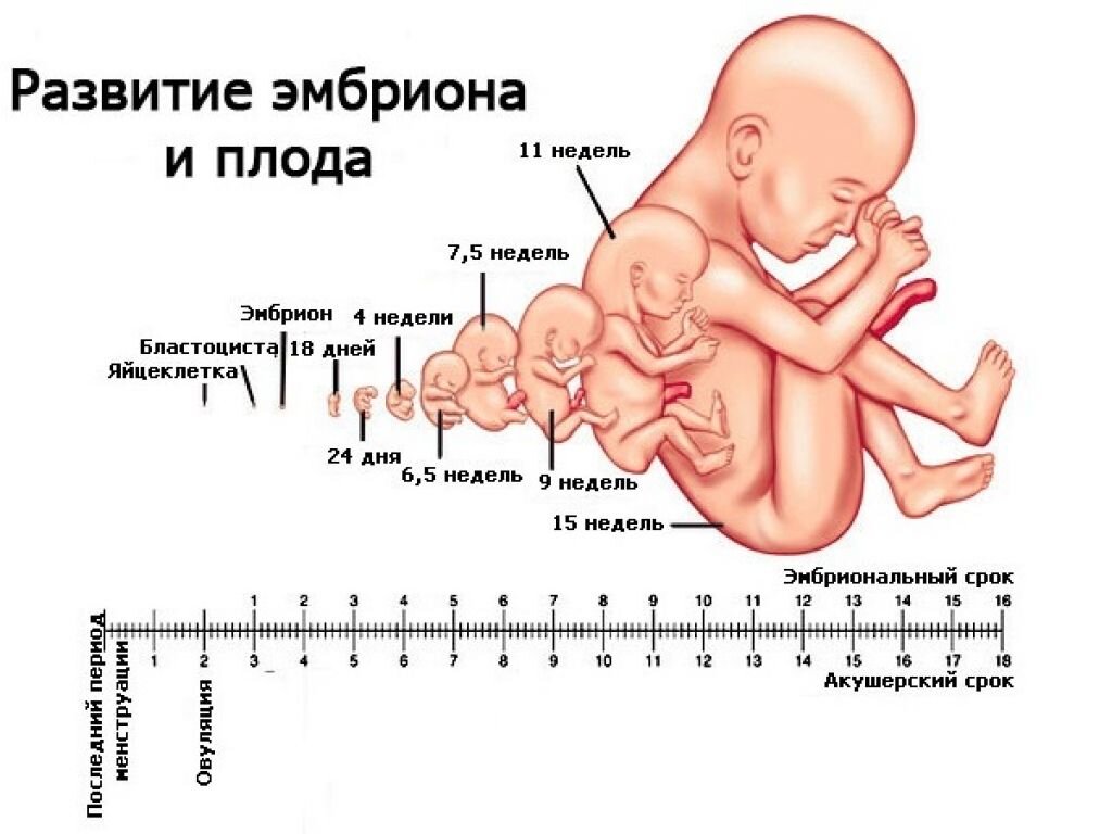 Внутриутробное развитие плода по неделям беременности