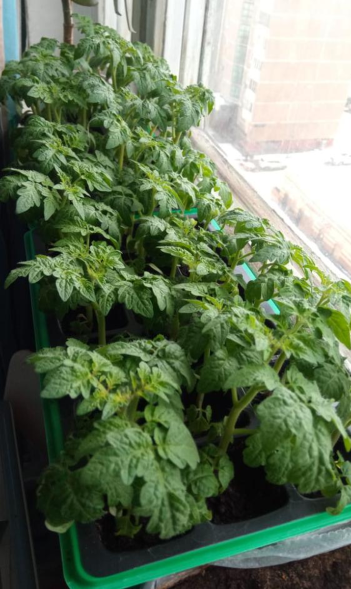 Рассада детерминантных помидоров всегда крепкая без всяких хитростей