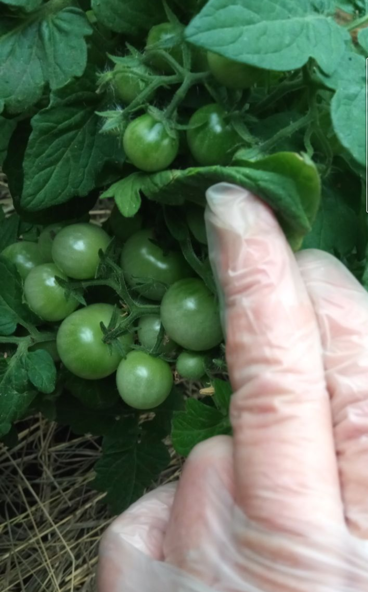 Детерминантные томаты всегда крепенькие, плоды прячутся под мощными листьями