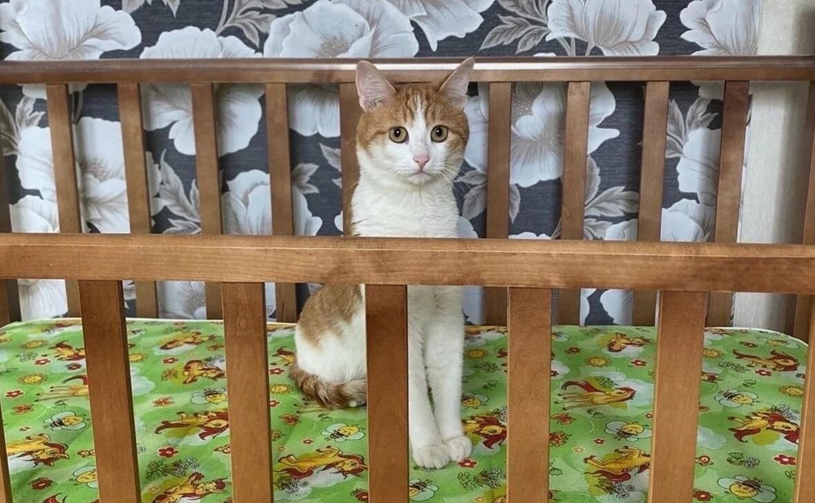 Мама кошка и котенок. Еда для кошек. Как определить кошачий. Стерилизация кошки схема. Котенок спит с мамой.