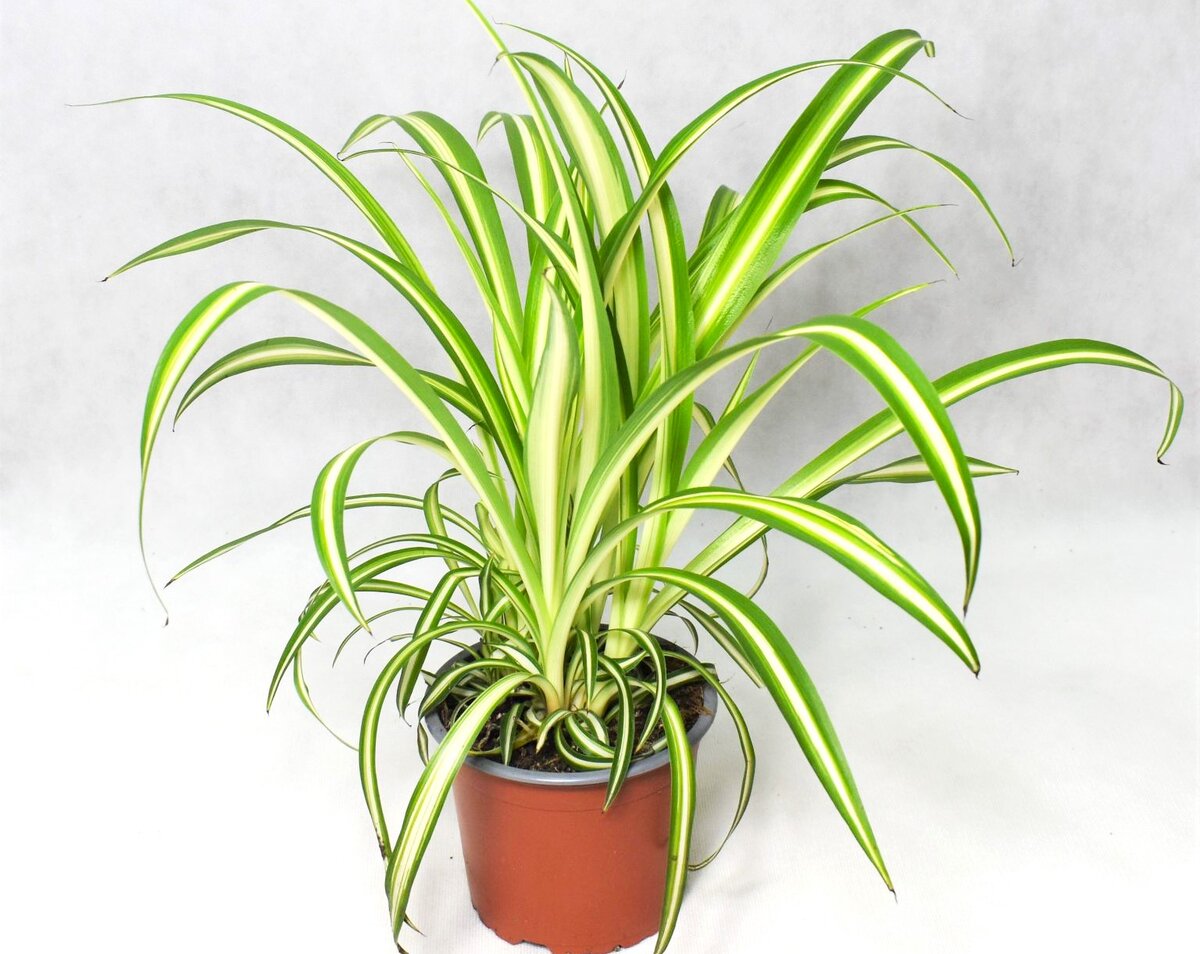 Название хлорофитум. Хлорофитум хохлатый. Хлорофитум панданус. Хлорофитум хохлатый chlorophytum comosum. Хлорофитум оушен.
