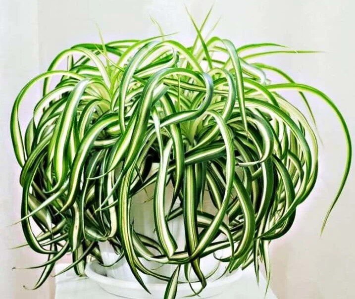 Фото из открытых источников.