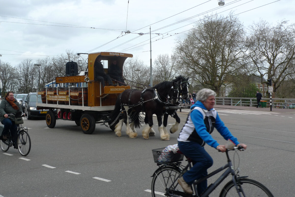 Амстердам. Конная повозка имеет преимущество перед автомобилем и городским транспортом, велосипед сам по себе. Фото автора