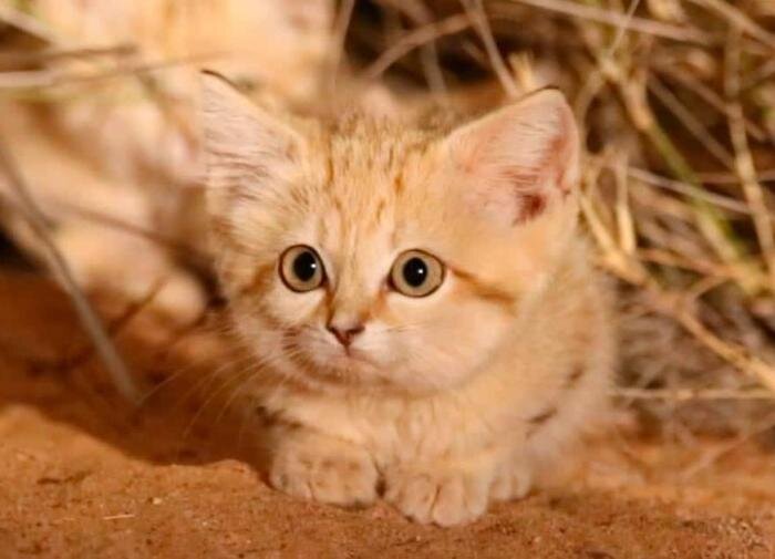 Почему кошку в дом пускали. Кошка в новую квартиру приметы. Пусить кошку вновый дом. Кошку впускают в дом. Кошка в новый дом.