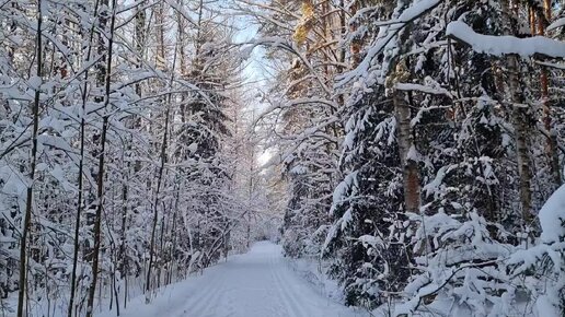 Заснеженный Ржевский лесопарк. Неспешная зимняя прогулка.