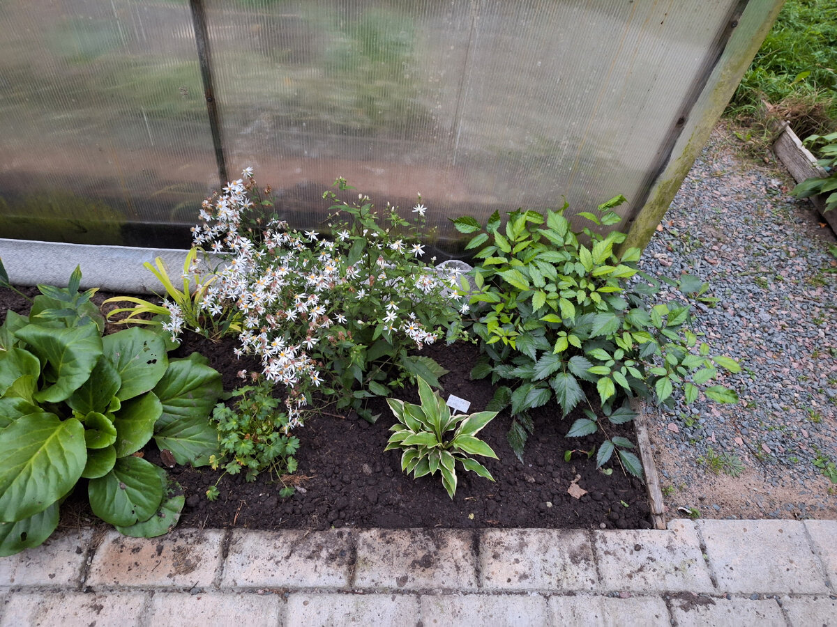 Цветник. Конец сентября