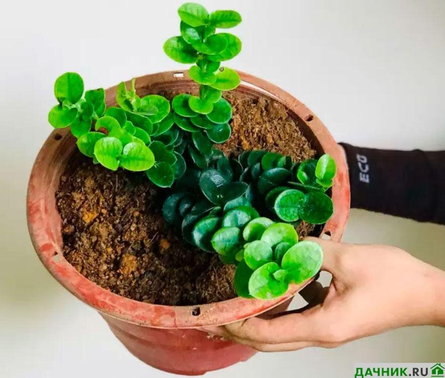 Купить Кариссу (Carissa) комнатное растение в СПб в интернет – магазине