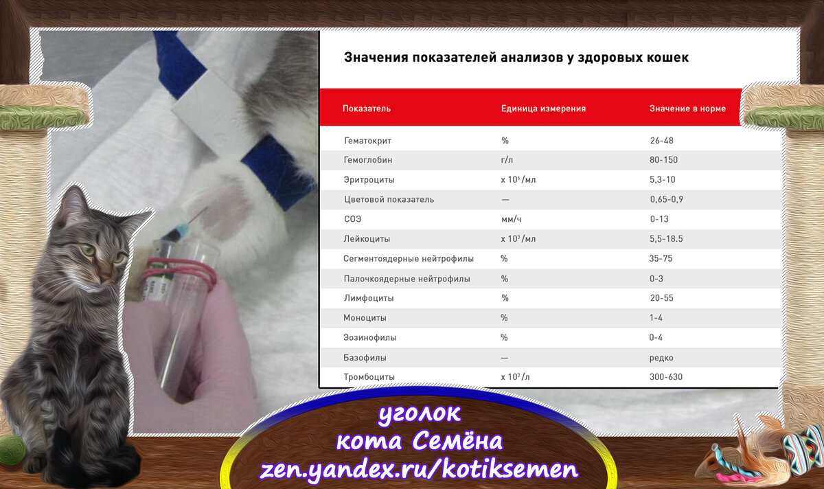 Важно чувствовать себя нужной и любимой. Помогая другим цитаты. Сочинение зачем нужно быть вежливым. Сочинение рассуждение пример. Классный час на тему честность.