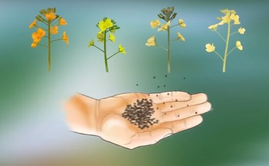 Опадание лепестков и получение семян нового растения