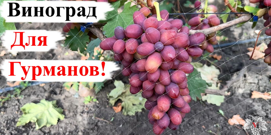 ВИНОГРАД для ГУРМАНОВ! Его ВКУС не ОСТАВИТ ВАС РАВНОДУШНЫМ!