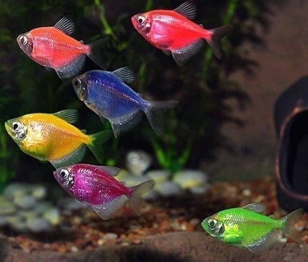 ночник аквариум с движущимися рыбками gl118. аквариум маленький круглый. аквариум juwel 60. маленький аквариум. аквариумные рыбки с доставкой недорого.