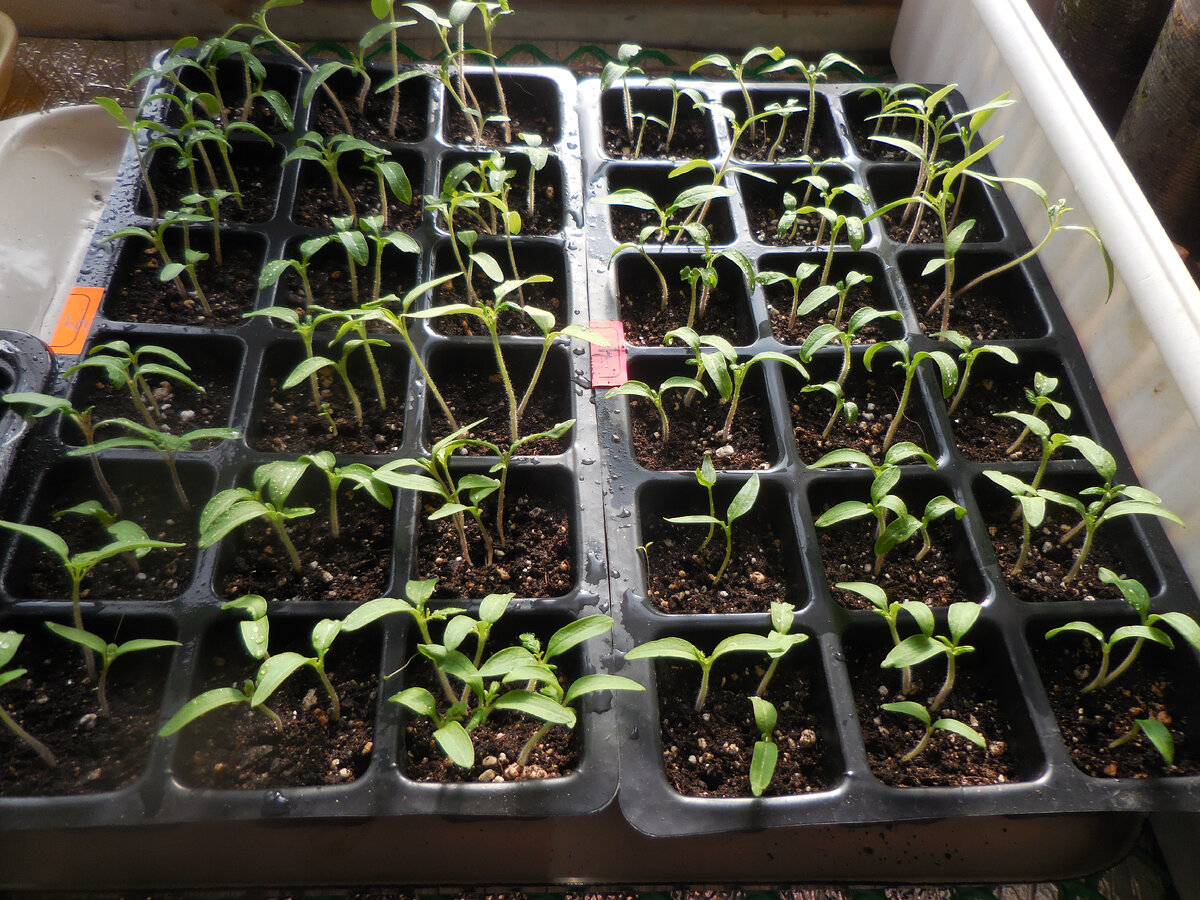 Сеянцы гномов 2 марта.