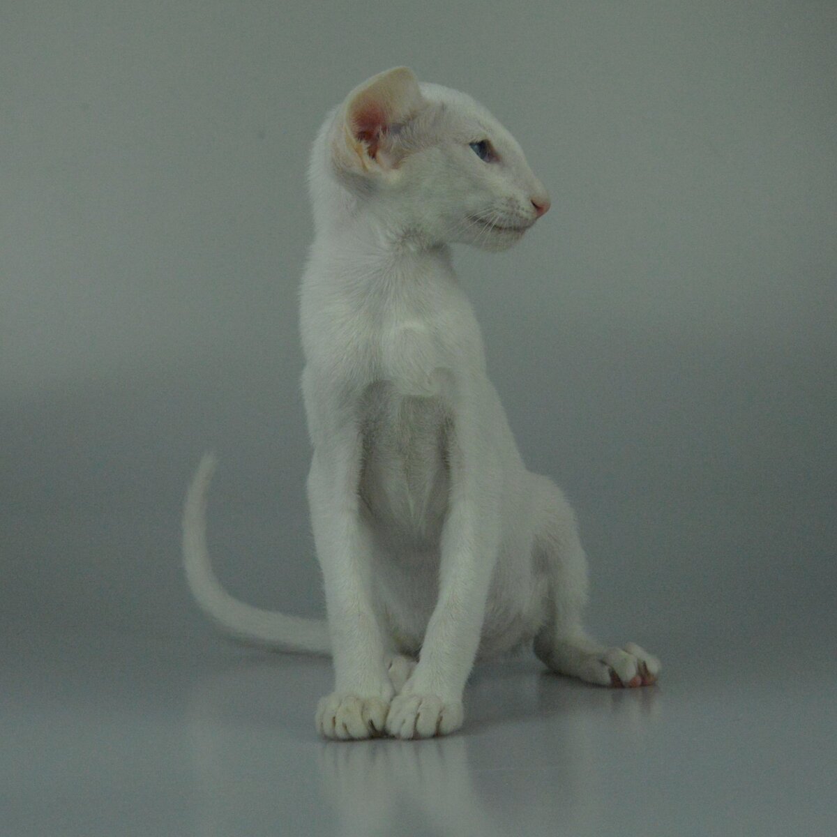 Ориентальный котенок Николь Кидман, белый окрас, голубые глаза