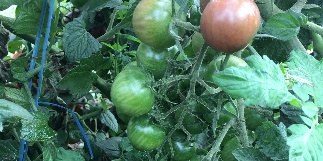 Томат без фитофторы, которому не страшны туманы и холодные ночи