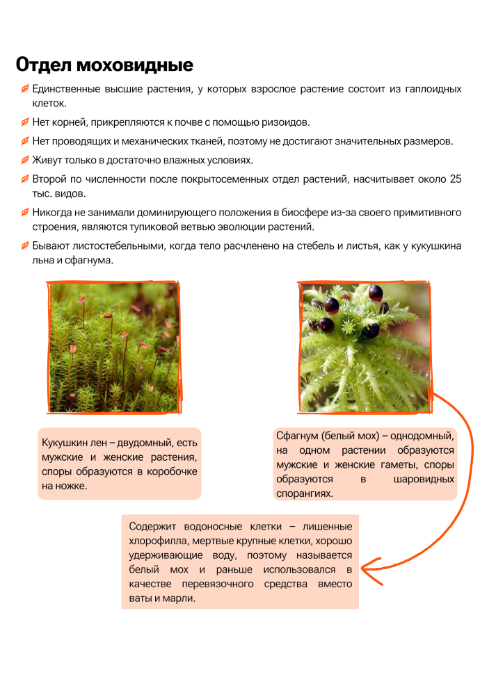 Систематическое положение 2 растений. Систематическое положение 2 растений