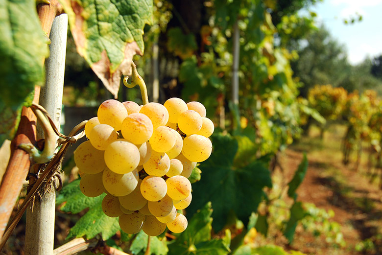 Действительно, сладкие ароматные вина из итальянского региона Пьемонт, которые объединены под общим названием городка Асти, в последние годы дорожают! Что не день - то "плюс процент".-2