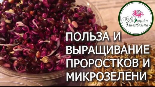 Проростки и микрозелень для здоровья