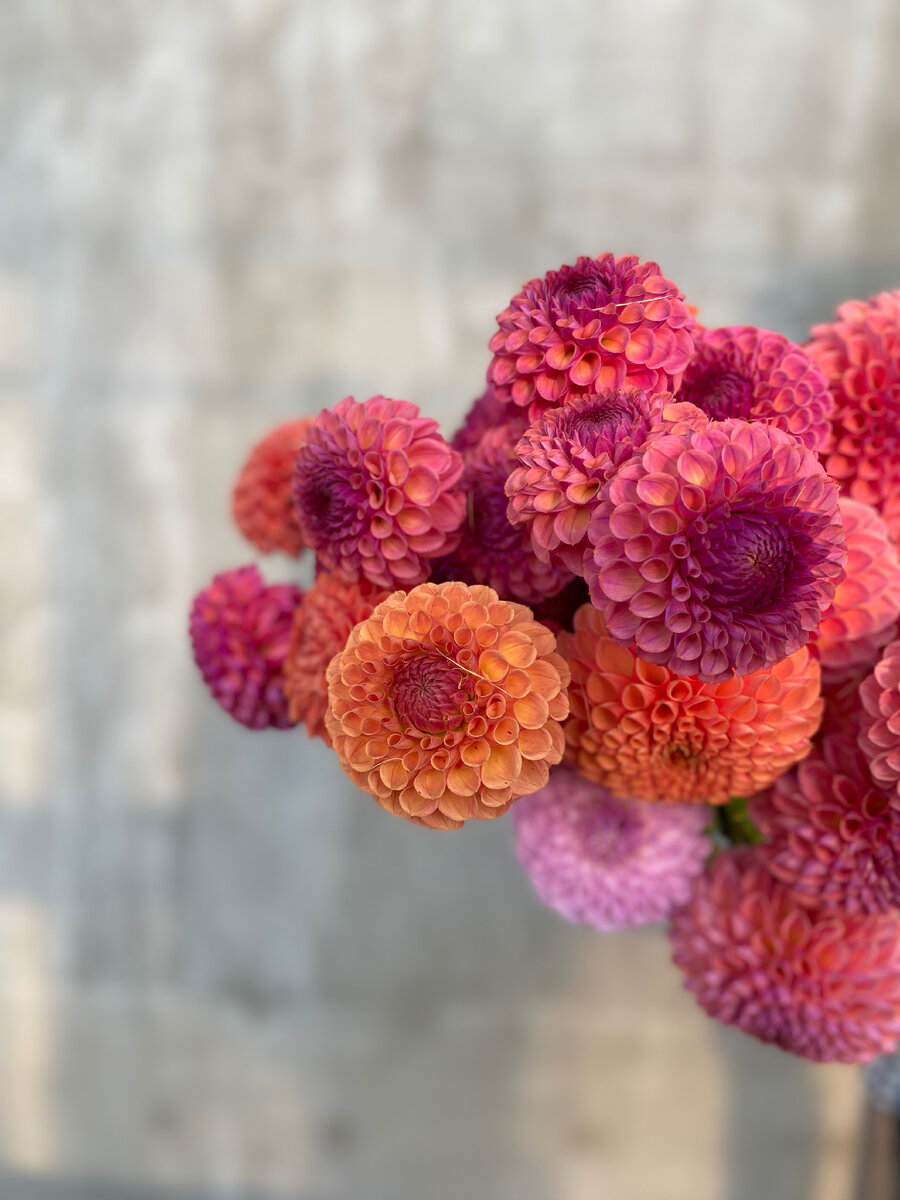 Георгины сезон 2023.Цветочная ферма Ольги Линник.