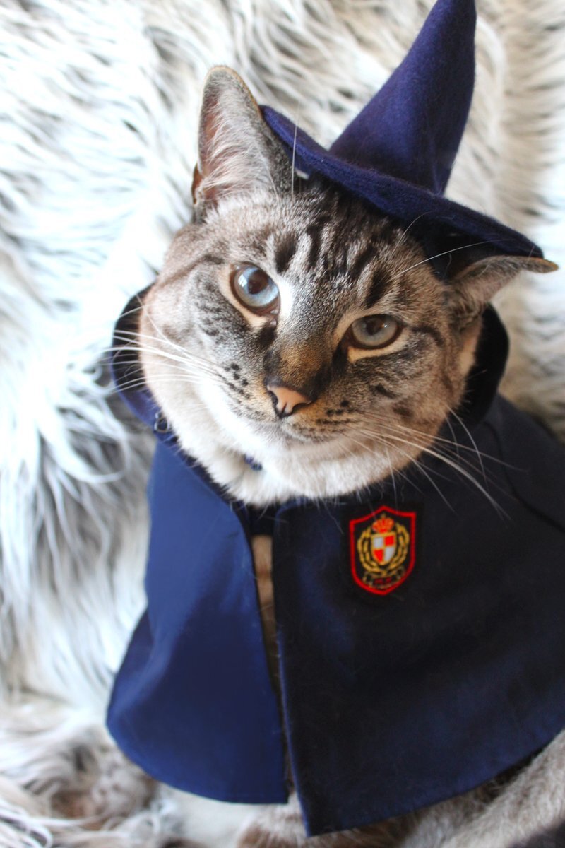 Wizard cat. Кот в костюме волшебника. Коты Волшебники. Кот волшебник. Кошка в шляпе.