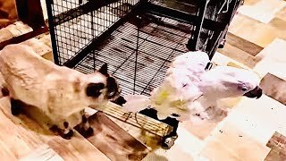 Филя из парка тайган. Тайган люська и степка сегодня видео. Лев из дерева в тайгане. Зоопарк в крыму тайган 2021. Тайган люська и степка сегодня видео.