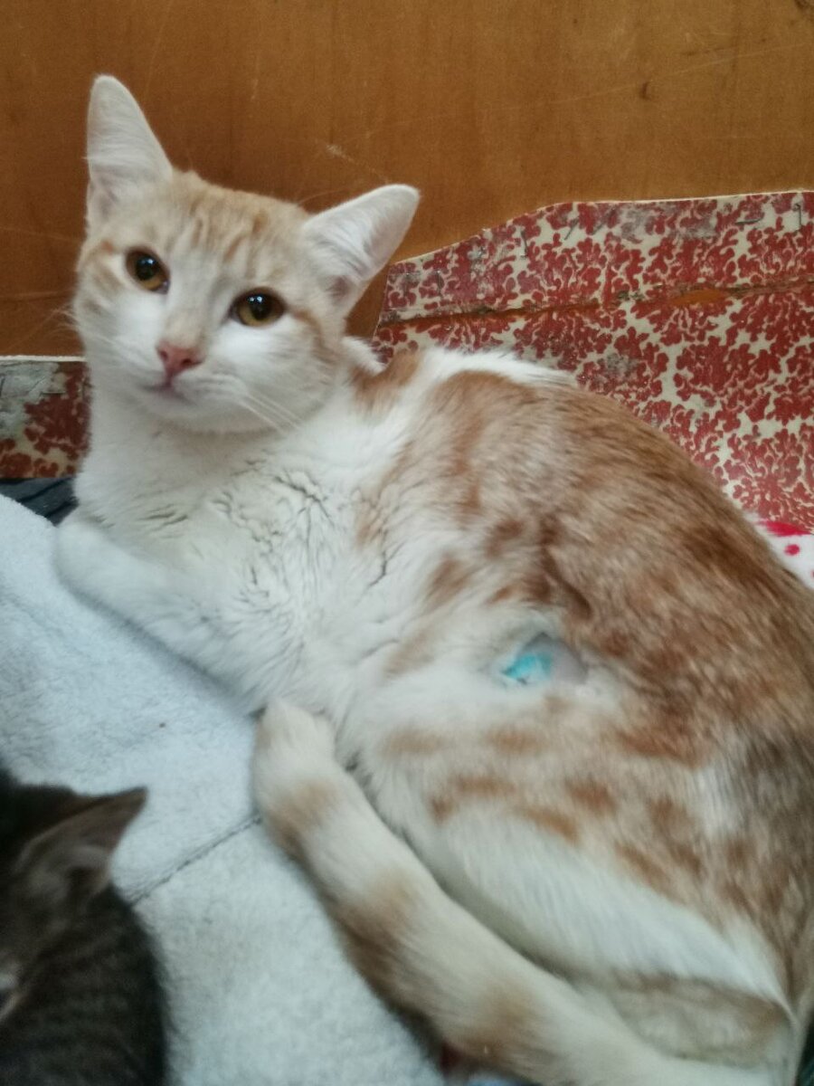 два котика. кошки вместе. коты спорят. кошачья любовь. котик ждет.