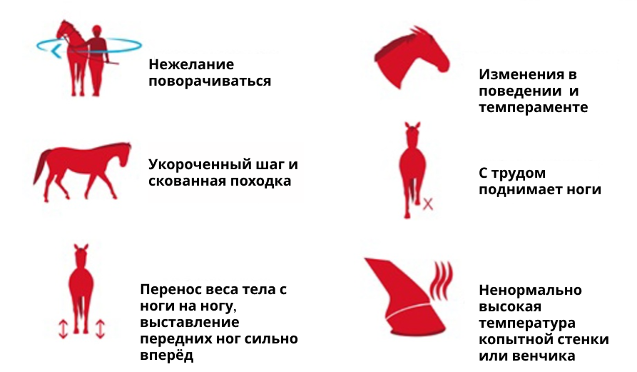 Клинические признаки острой стадии ламинита.