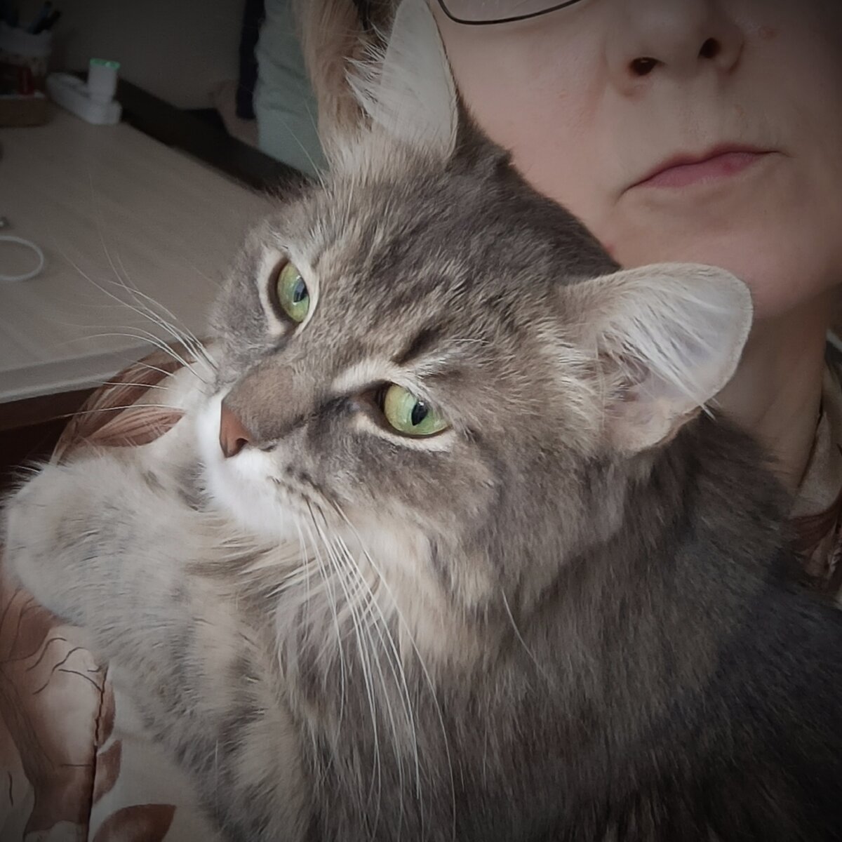 Одомашнивание кошек. Как люди приручили котов. Как приручить домашнюю кошку. Как приручить домашнюю кошку. Рассказ приручении кошки.