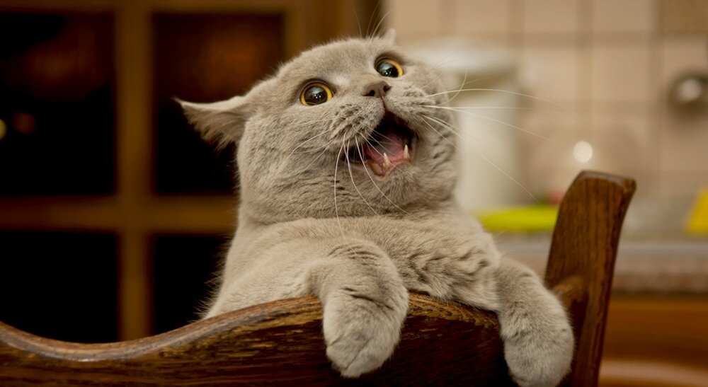 почему кошка много мяукает. почему кошка много мяукает. почему кошки мяукают. почему кот мяукает без причины. котенок мяукает.