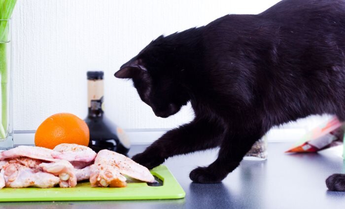 Можно ли котам давать творог. Можно ли котам давать творог