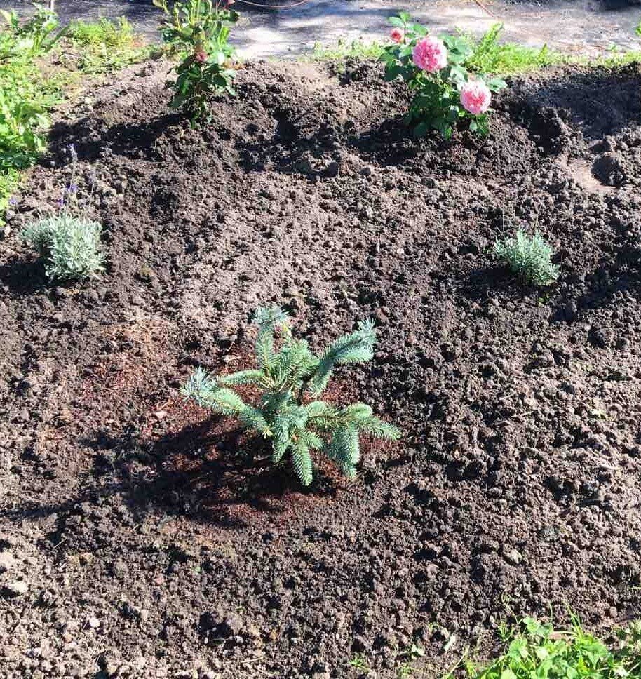 Ель Baby Blue Eyes в моем саду