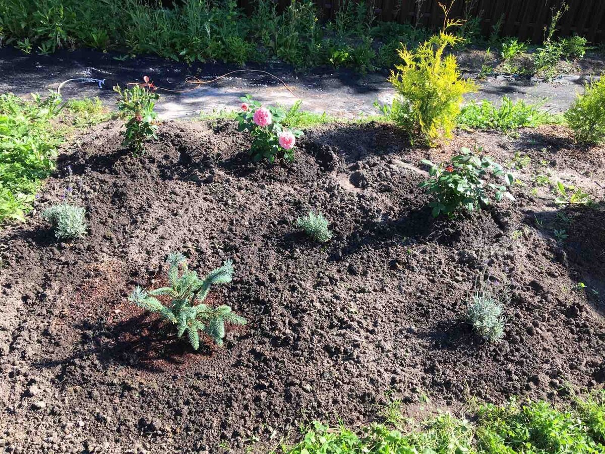 Ель Baby Blue Eyes в моем саду