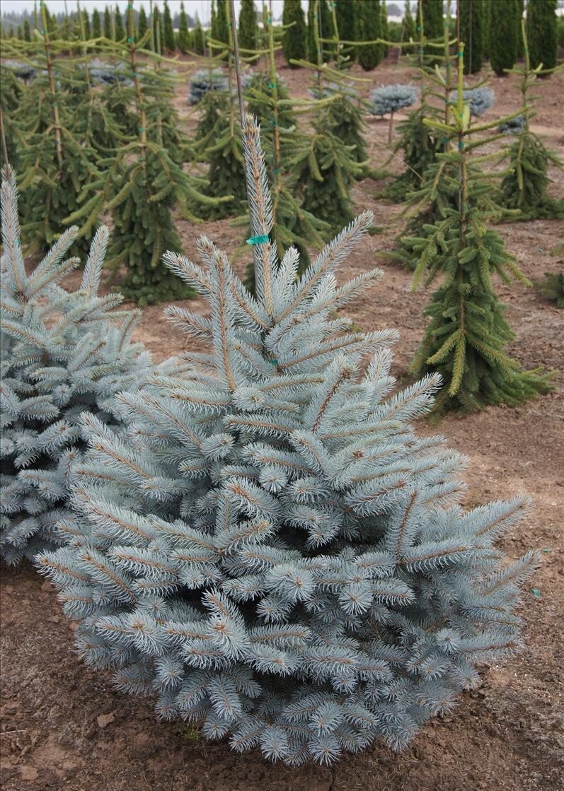 Ель Baby Blue Eyes