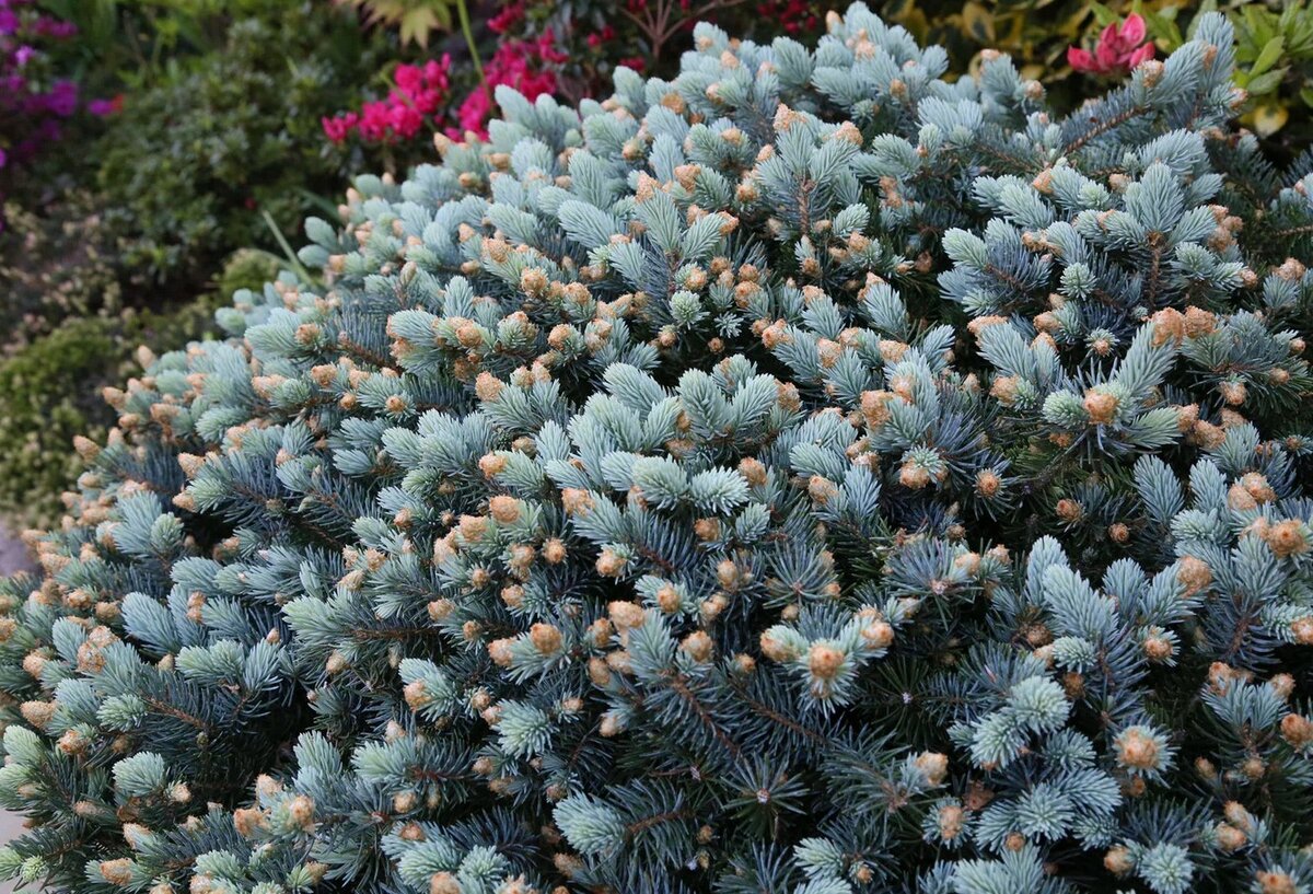 Ель колючая pungens. Ель Глаука Глобоза. Picea pungens 'glauca globosa'. Ель колючая Глаука. Ель колючая Глаука Picea pungens glauca.