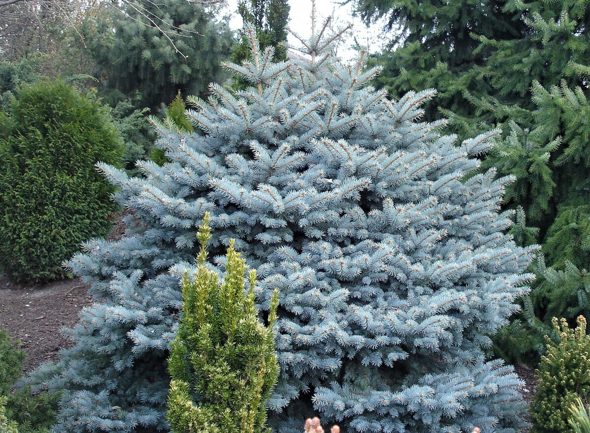 Ель голубая белая. Ель сибирская глаука. Ель голубая белая. Ель голубая белая. Ель голубая неон.