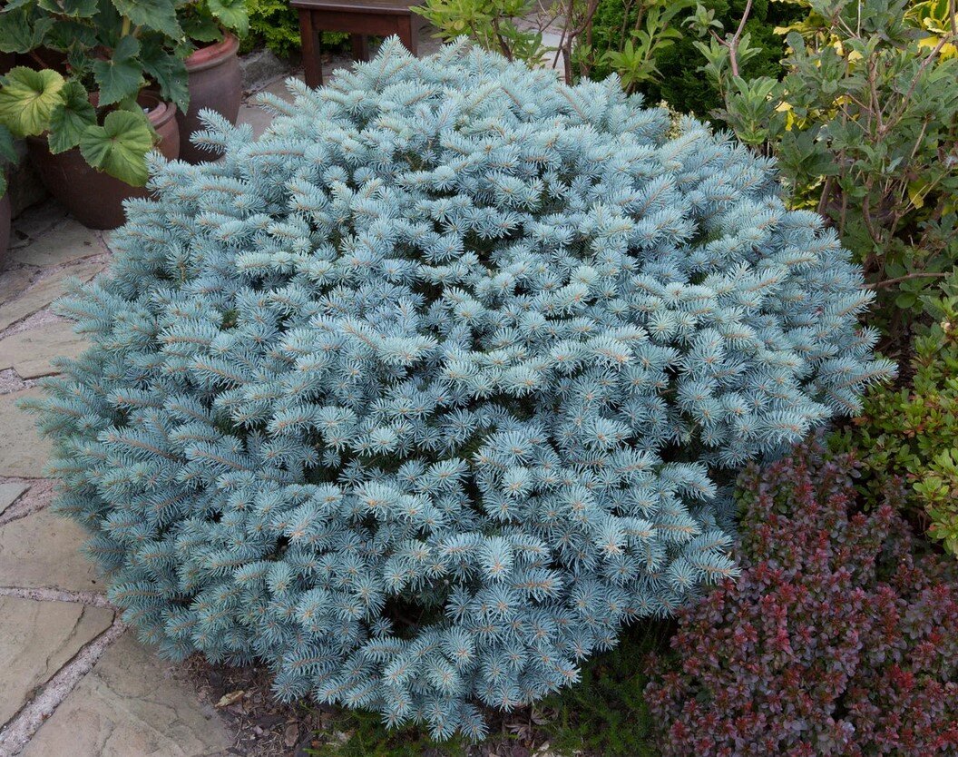 Голубая ель черенкование. Голубая ель черенкование. Можно ли вырастить голубую ель из. Голубая ель росток. Можно ли вырастить голубую ель из.