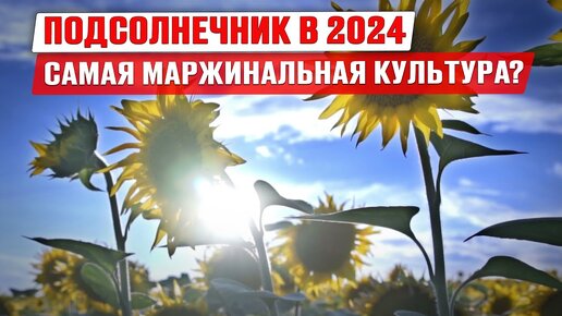 Download Video: Рынок подсолнечника 2024 | Самая маржинальная культура | Гибриды подсолнечника | Лимагрен