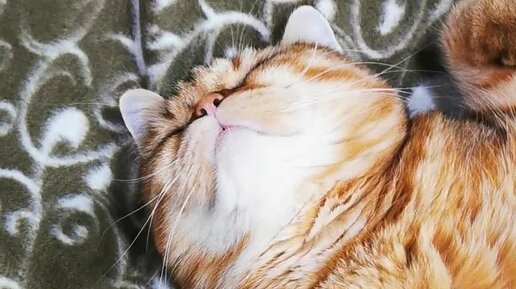 лебедев игорь анатольевич травник спб. персиков дело глазника. персик ккал. георгий персиков книги. вялый персик.