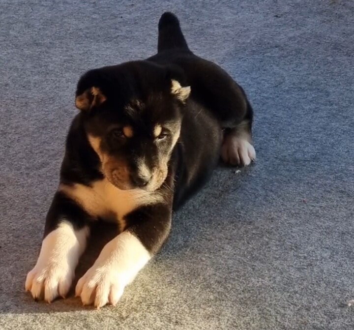 Как Сфинкс лежит))