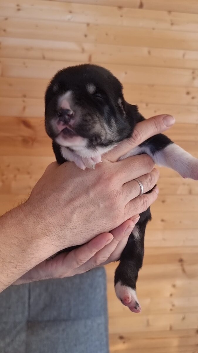 Вот такая Кроха в неделю.