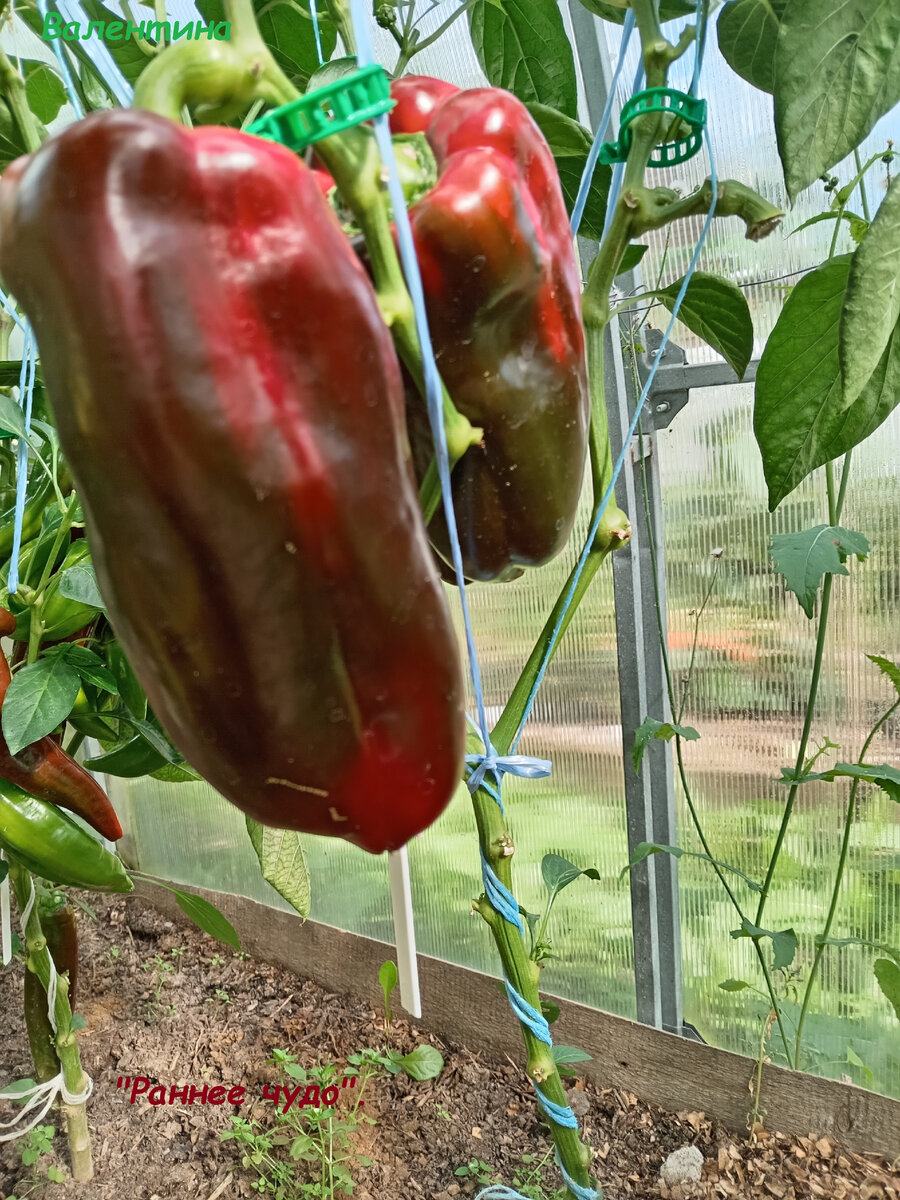 "Раннее чудо".  Плоды созревали долго и неодновременно.