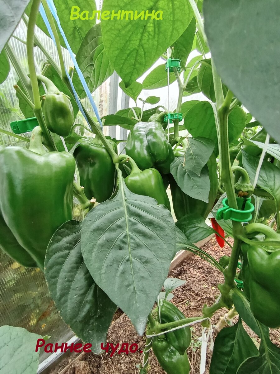 "Раннее чудо". На старте много завязей.